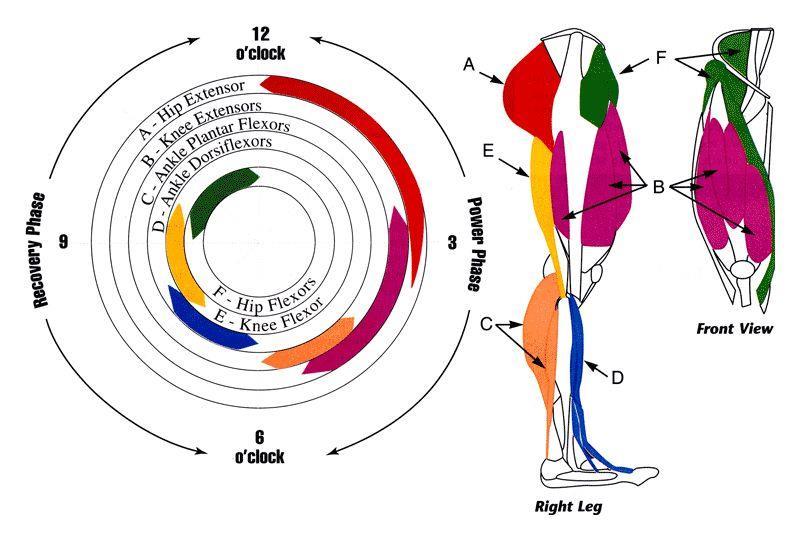 M. extensor digitorum brevis ORİGO: Retinaculum extensorum inferius,