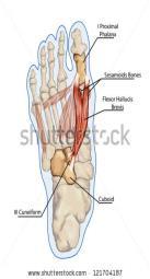 parmaklarda flexion a yardım -M. flexsor digitorum longus tendonunu arkaya-dışa doğru çekerek bu kasın eğik çekme hareketini düzeltir. Böylece sagittal düzlemde düzgün hareket etmesini sağlar. 5. Mm.