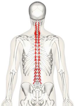 Kas pelvis ten yukarı doğru 3 kas sütunu şeklinde uzanır. Bu sütunların medialden laterale doğru yerleşimi ve bulunduğu bölgeler; M.spinalis: Medial sütun üç bölümü (thoracal-cervical-capitis) vardır.