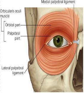 GÖZ ÇEVRESİNDEKİ KASLAR 1.M. Orbicularis oculi Genel; üç parçası bulunur.pars palpebralis,pars orbitalis,pars lacrimalis gözün sfinkter kasıdır. Origo; pars orbitalis; lig.