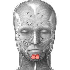 9-M.mentalis Origo; mandibula daki juga alveolaris,fossa incisivum İnsertio; çene ucundaki deri Sinir; N. Facialis (r.
