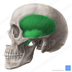ÇİĞNEME KASLARI 1-M.temporalis Genel; yelpaze şeklinde bir kastır. Origo; linea temporalis inferior, fossa temporalis. İnsertio; proc.coronoideus,mandibula nın ön kenarı Sinir; N. Mandibularis (r.