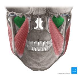 Tek taraflı kasılırsa mandibula yı kendi tarafına çeker. Yüzeysel lifleri mandibulanın öne kaymasını önler. Dişler sıkılırs kas palpe edilebilir. 3-M.