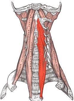 (birazda rotasyon) 2-M.longus colli Genel;Prevertebral kasların en uzun olanıdır. Alt üst ucu sivri orta kısmı kalındır.