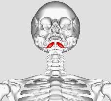 oblik; atlas ın ön tuberculi Vertical;C2-4 vertebra ların corpus ları İnferior oblik ;C5-6 proc.