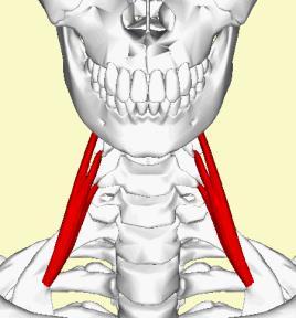 LATERAL VERTEBRAL KASLAR (SCALEN KASLAR) 1-M.scalenus anterior Genel;Bu kas,boyunda önemli bir referans noktasıdır. Bu kasın üzerinde seyreden sinir n.