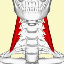 Subclavia, plexus brachialis ve cupula pelura ile komşudur. İç yanda; a. Vertebralis ve truncus sympaticus ile komşudur.