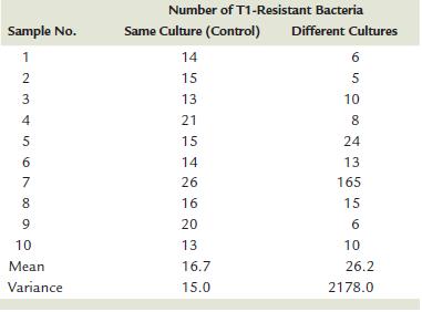 T1 e dirneçli baktreilerin sayısı Örnek no.