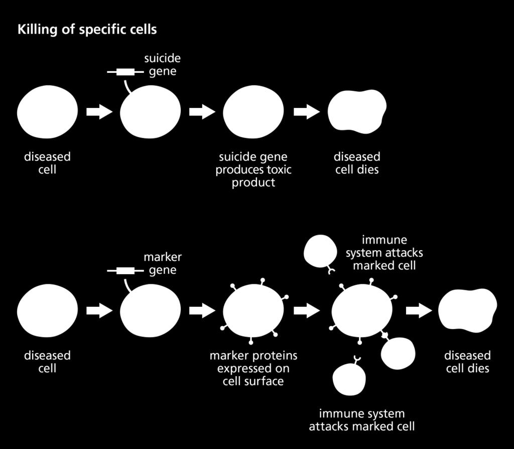 3) BELİRLİ HÜCRELERİN ÖLDÜRÜLMESİ Bunu gerçekleştirmek için hastalıklı hücreye intihar geni yerleştirilebilir veya işaretleyici gen