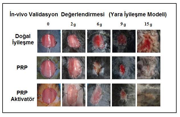 İn-Vivo Validasyon Değerlendirmesi