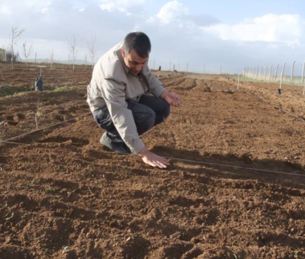 Kışa terk edilen araziye ilkbaharda el traktörü ile sürüm yapılarak ve tırmık çekilerek deneme alanı ekime hazır hale getirilmiştir. Denemede parseller 3 m boyunda, 1.