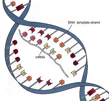 4.5 Prokaryotlarda Transkripsiyon mrna (mesajcı RNA) DNA ile protein