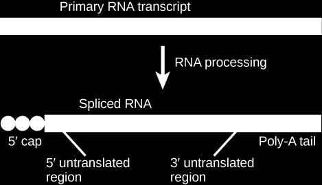 Ön-mRNA ve