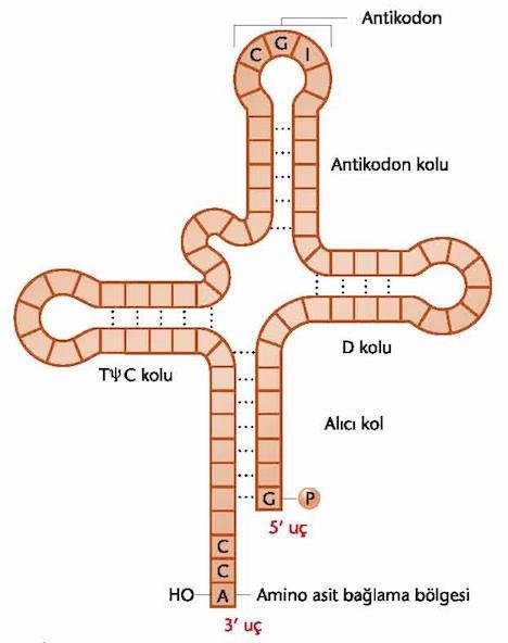 5.3 trna nın yapısı Yapıları bakteri ve ökaryotlarda çok benzerdir.
