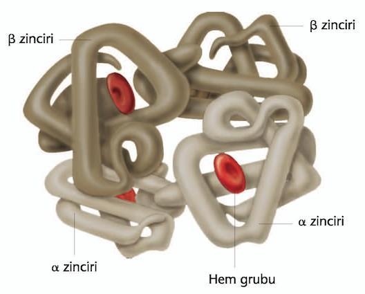 6.2 Proteinlerin yapısı Proteinlerin dördüncü düzeydeki organizasyonunda