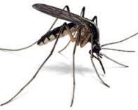 Malarya Ölümcül