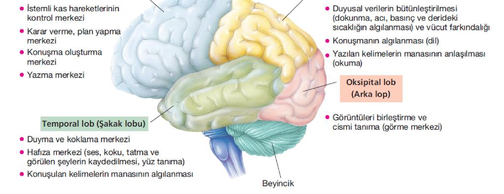 Parietal lob,