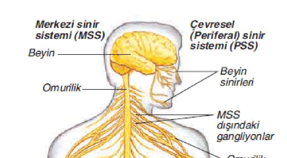 Sinir Sisteminin