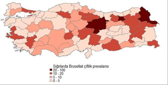 EPİDEMİYOLOJİ Sığır (B. abortus) Sürü Prevalansı % 6.