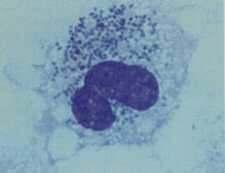 konak hücrelerinde fakültabf hücre içi yerleşim gösteren