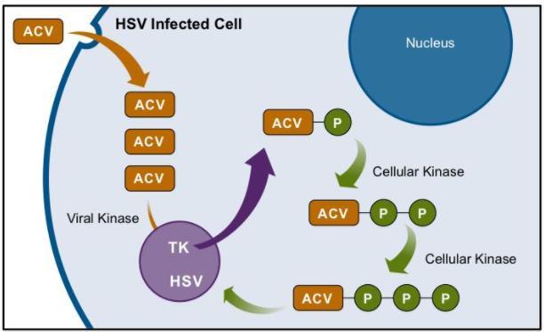 Virusla infekte hücreler tarafından hücre içine alınır Monofosforillenme: Virusun kodladığı timidin kinaz tarafından (HSV de UL23; VZV de ORF 36) gerçekleştirilir Daha sonra ikinci ve üçüncü