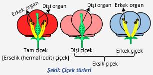 Çiçek türleri: -Tam çiçek: Çanak yaprak, taç yaprak, erkek ve dişi organı birlikte bulunduran çiçeklere tam çiçek (erselik) denir. -Kiraz, elma, şeftali, bezelye, çilek vb.