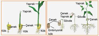 -Bu bitkilerde tohum içinde kalan embriyonik gövde kıvrılarak yer çekiminin aksi yönünde büyür ve çenekleri toprak üstüne iter. Gövde ve yapraklar toprak üstünde gelişir.