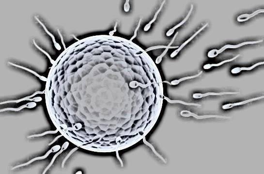 Sperm, Yumurta, Zigot, Embriyo ve Bebek Arasındaki İlişki Yumurta kanalına gelen çok sayıda sperm