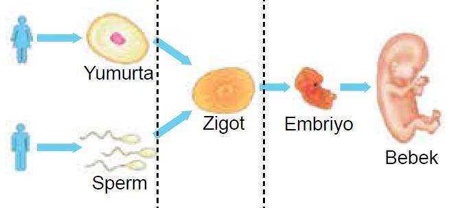 Döllenmiş yumurta olan Zigot, mitoz hücre bölünmeleriyle gelişerek embriyoya dönüşür Embriyo