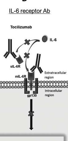 Tocilizumab IL-6 nın reseptörlerine bağlanmasını engelleyerek sitokin etkilerinin ortaya çıkmasını durdurmaktadır.
