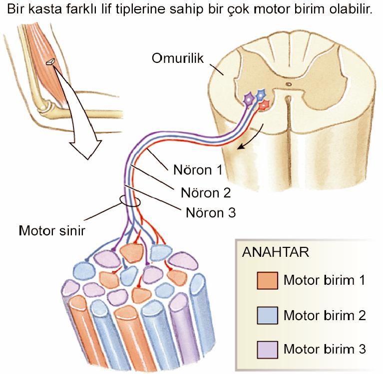 Bir motor sinir lifi tarafından innerve edilen kas liflerinin tümüne birden MOTOR BİRİM (ÜNİTE) denir.