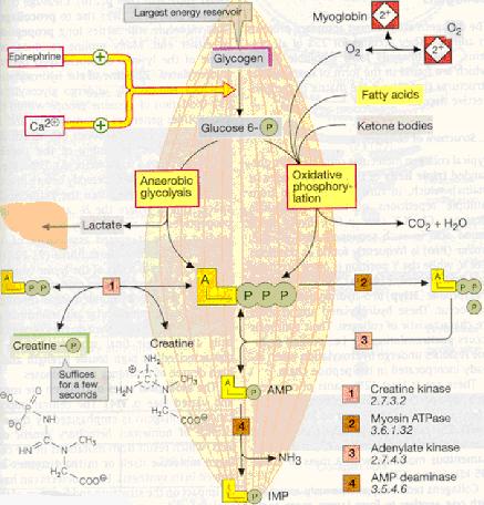 EGZERSİZDE ENERJİ METABOLİZMASI -Enerji açığa çıkaran metabolik olayların tümüne enerji metabolizması denir. Metabolizma sırasında anabolik ve katabolik olaylar beraberce yürür.