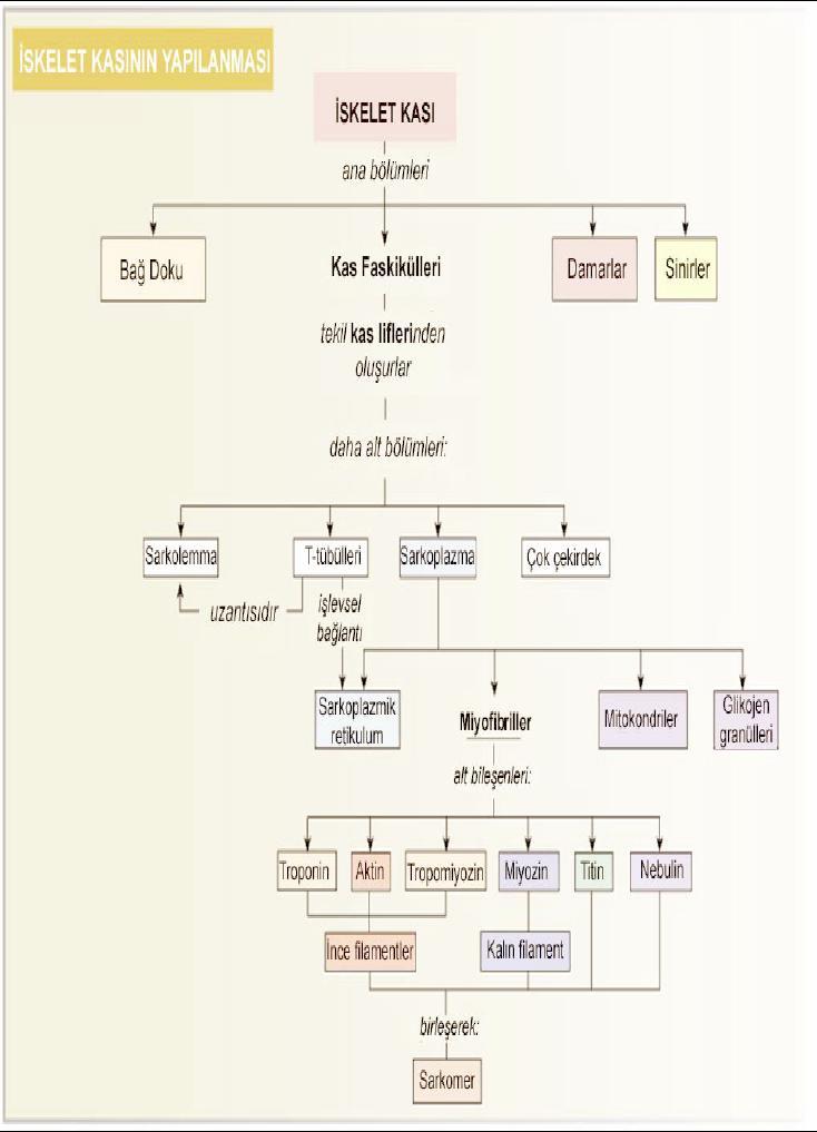 Şeki 2. Miyofibriller, T tubul sistemi, sarkoplazmik retikulum, ince ve kalın flamentler İskelet kası hücresinde yer alan yapılar; Çekirdek - çok sayıdadır.