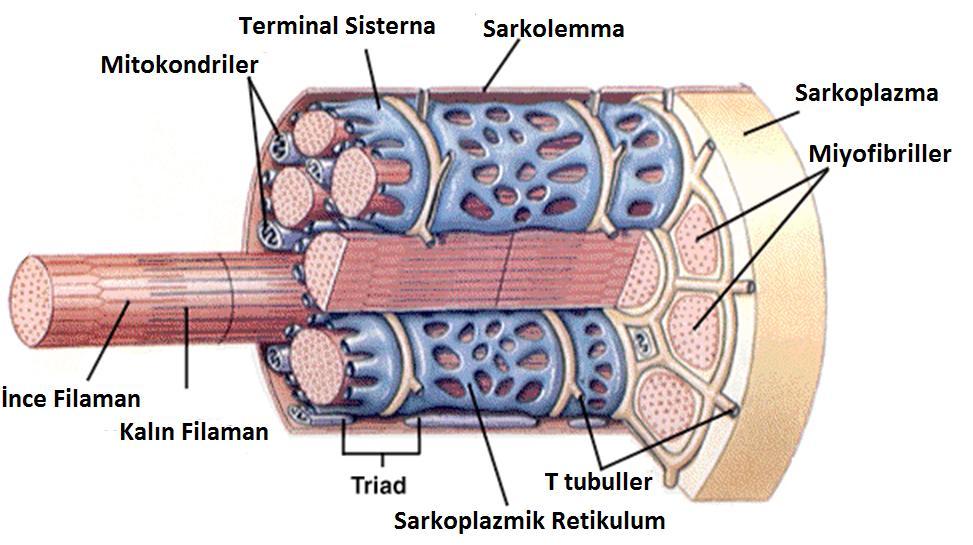İskelet Kasında - Organizasyon Kas Fasiküller Kas Telleri Miyofibriller Kalın Filaman Yapısı miyozin proteininden ibarettir.