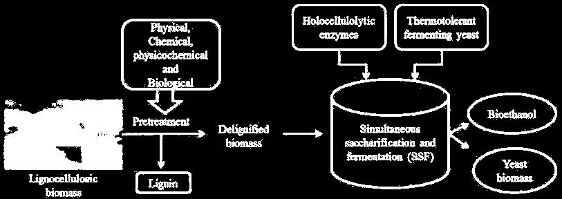 Eşzamanlı Sakkarifikasyon ve Fermantasyon Prosesi (SSF) Ön muamele ve enzimatik hidroliz aşamalarının fermantasyon basamağı ile aynı reaktörde gerçekleştirildiği proseslerdir.