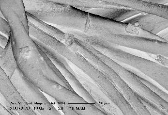 İşlemsiz, klasik ve nano ürünlerle işlem görmüş kumaşların SEM görüntüleri İşlem görmüş numunelerin SEM fotoğraflarında aktarılan