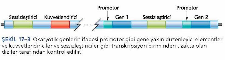 3. Transkripsiyonun düzenlenmesi Ökaryotik genlerde transkripsiyonu düzenleyen üç