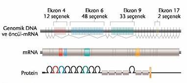 Aynı öncül mrna dan kaç farklı polipeptit üretilebilir? Drosophila da bulunan Dscam geni, akson gelişimini yönlendiren, nöronların birbiri ile doğru bağlantı kurmasını sağlayan bir proteini şifreler.