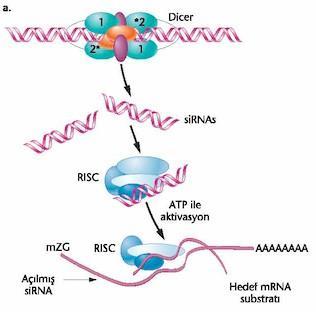 4.2 RNA sessizleştirmesi (sirna) RNAaz aktivitesi olan bir protein Dicer), çift zincirli RNA moleküllerine bağlanır. Onları, sirna lar adı verilen 21 nükleotitlik moleküllere parçalar.
