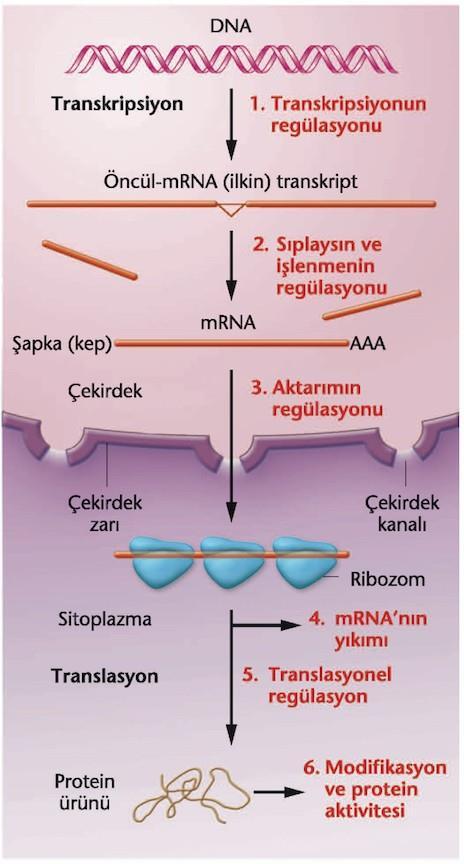 1. Ökaryot gen düzenlenmesi farklı basamaklarda gerçekleşir 1. Kromozom organizasyonu 2. Transkripsiyonel kontrol 3. Transkripsiyon sonrası kontrol 4.