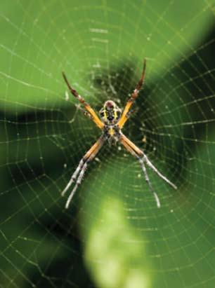 kahverengi keşiş örümceği ciddi, bazen hayatı tehdit eden ısırıklara neden olurlar. Karadul Örümceği; parlak siyahtır, belinde kum saati şeklinde açık kırmızı-kavuniçi renkli belirgin işaret bulunur.