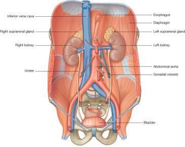 lateralis Margo medialis iki ucu Extremitas superior Extremitas