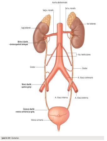 Üç bölümü vardır: 1- Pars abdominalis (Pelvis renalis - linea terminalis) 2- Pars pelvica (linea terminalis - mesane) 3- Pars