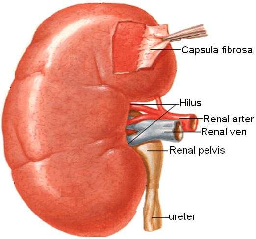 1.3. Böbreğin Genel Yapısı Resim 1.7. Böbrek kapsülü Böbreğe frontal bir kesi yapıldığında, dıģtan içe doğru cortex renalis, medulla renalis ve pelvis renalis olarak üç farklı bölge ayırt edilir.