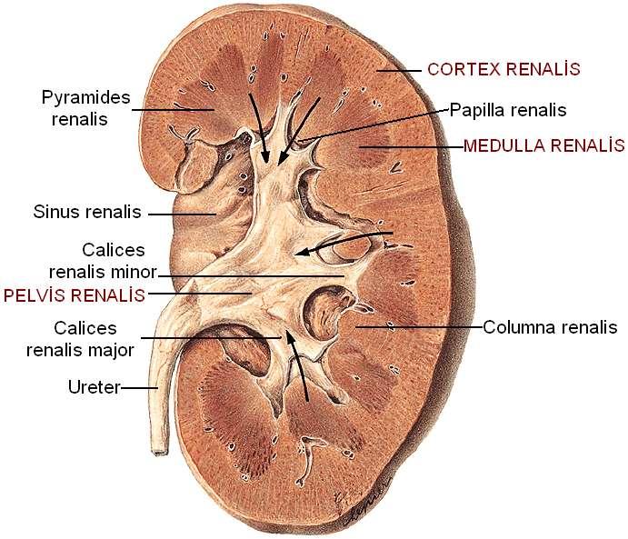 Resim 1.8: Böbreğin yapısı, sol böbrek önden görünüģ Pelvis renalis: Hilum renaleden çıkmıģ, üreterle uzanan, sinus renalis içine oturmuģ, kas ve zardan yapılı, huni Ģekilli bir bölümdür.