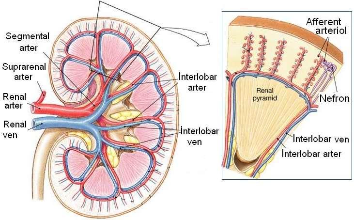 A. renalisler, böbreğin hacmine göre daha kalın damarlar olup böbreklerden kısa zamanda fazla miktarda kanın geçmesini sağlar. A.