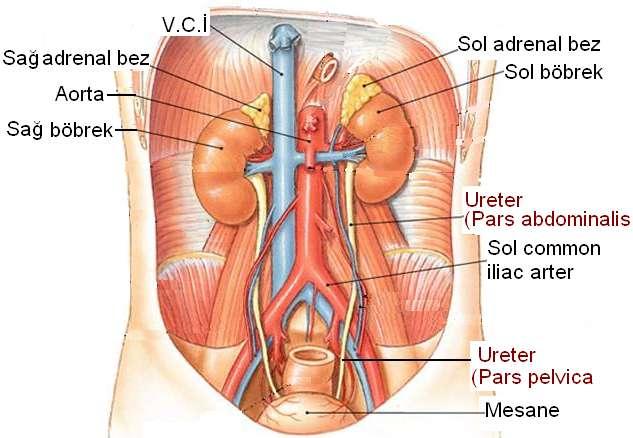 Duvar içi bölümü: (pars intramuralis) Ureterin mesane duvarında yer alan yaklaģık 2 cm'lik son kısmıdır. Bu kısım mesane duvarı içinde ilerledikten sonra ostium ureterisler ile mesaneye açılır.