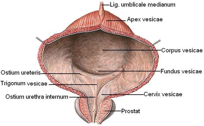 Corpus vesicae: Apex ve fundus arasında kalan, mesanenin en büyük bölümüdür. Cervix vesicae: Mesanenin en alt dar bölümü cervix olup üretra ile uzanır.