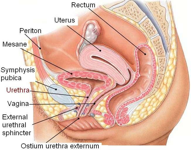 2.3.2. Kadın Urethrası (Urethra Femınına) YaklaĢık 3 5 cm uzunluğunda olup erkek urethrasına oranla çok daha kısadır.