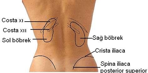 ÖĞRENME FAALĠYETĠ 1 ÖĞRENME FAALĠYETĠ 1 AMAÇ Bu faaliyette verilen bilgiler doğrultusunda böbreklerin anatomisini ayırt edebileceksiniz. ARAġTIRMA Böbreklerin fizyolojisini araģtırınız.